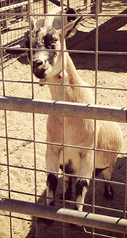 Harvest Festival Goat An awesome goat at the Underwood Family Farms Harvest Festival in Ventura County, CA.